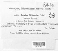 Puccinia willemetiae image